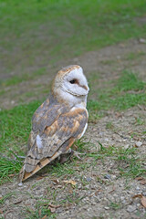 The Barn Owl (Tyto Alba) with its white heart-shaped face and light brown feathers. It is standing on the ground and grass.