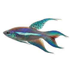 Vividly iridescent aquarium fish with flowing fins and distinctive spotted dorsal