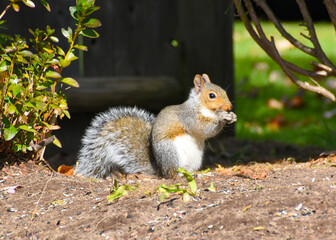Close up of a squirrel foraging on the ground in bright sunlight 