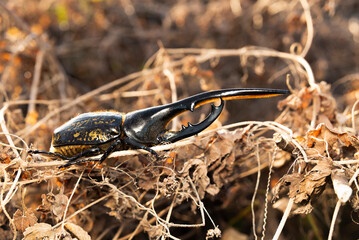 Close-up of a Hercules beetle (Dynastes hercules) with large horns, resting on dry grass in its wildlife habitat. Captured in bright daylight. Symbolizes nature, strength, and exotic insects.