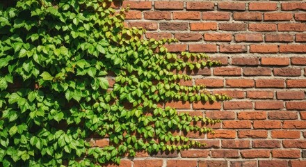 Brick wall partially covered with lush green vine, sunny lighting, rustic texture