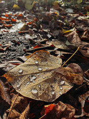 Raindrops on a leaf fallen from a yellow tree in close-up.