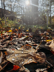 Raindrops on a leaf fallen from a yellow tree in close-up.