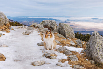 Shetland Sheepdog sitting on icy mountain trail with rocks