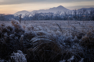 Frozen grasses and bare trees with mountain backdrop at dawn