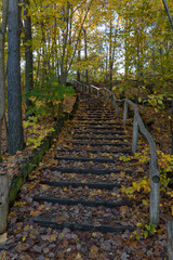 Fototapeta premium Winding down the forest trail