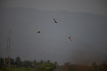 Two common river tern in mid flight with its wings fully spread. The background is well blurred with blue sky and mountain.