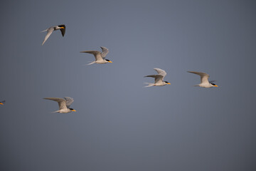 A group of common river tern in mid flight with its wings fully spread, its light grey and white plumage against a brightly illuminated background of sky.