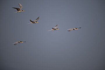 A group of common river tern in mid flight with its wings fully spread, its light grey and white plumage against a brightly illuminated background of sky.