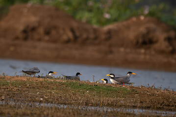 Group of River tern gathered on a small, grassy island at the water edge. In the foreground several birds are resting. One River tern in mid flight, wings spread and body streamlined.