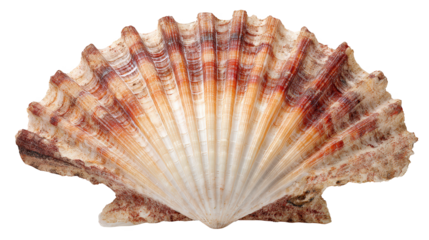 Shell displays red and white pattern detailed view of shell highlights its distinctive pattern