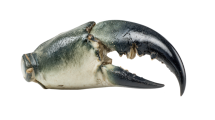 Large fish displays open mouth aquatic animal presents wide mouth large fish displays