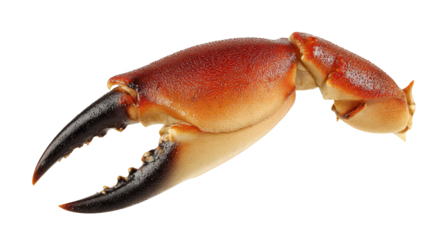 Crab displays open mouth with extended tongue marine crustacean reveals open mouth and protruding tongue