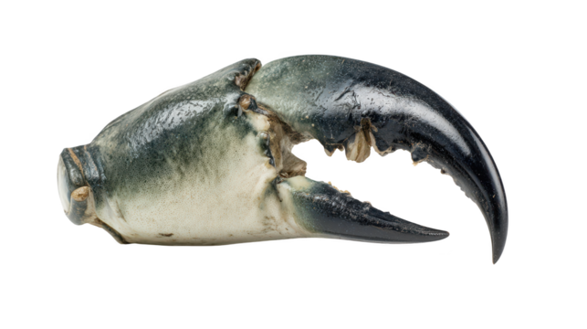 Large fish displays open mouth aquatic animal presents wide mouth large fish displays