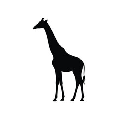Silhouette of a tall giraffe standing against a white background