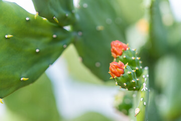A macro shot of orange flower buds on a Prickly Pear (Opuntia) cactus. The green pads and a soft bokeh background highlight new growth.
