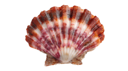 Ocean shell features vibrant red and white stripe detail shot of shell reveals prominent striped design