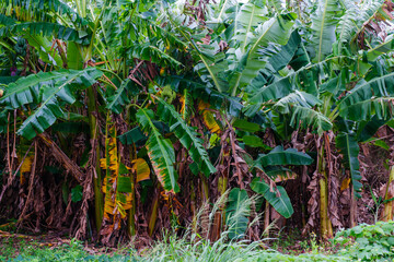 竹富島で見つけた南国の豊かな大自然と文化を感じる風景