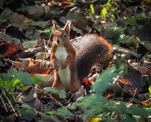 a red squirrel in autumn on Anglesey