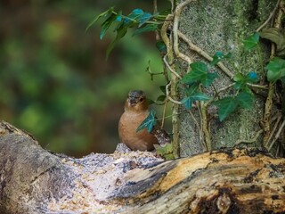 a red squirrel in autumn on Anglesey