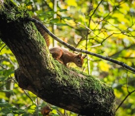 a red squirrel in autumn on Anglesey