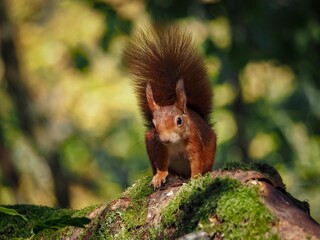 a red squirrel in autumn on Anglesey