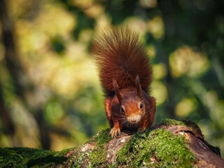 a red squirrel in autumn on Anglesey
