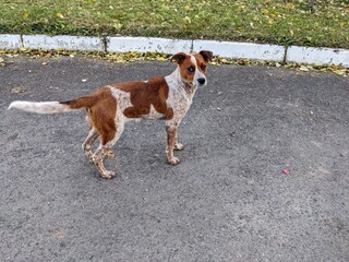 Dog in the street