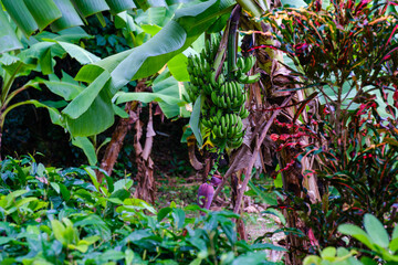 竹富島で見つけた南国の豊かな大自然と文化を感じる風景