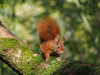 a red squirrel in autumn on Anglesey