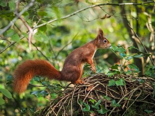 a red squirrel in autumn on Anglesey
