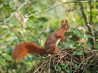 a red squirrel in autumn on Anglesey