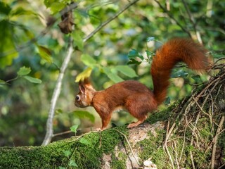 a red squirrel in autumn on Anglesey