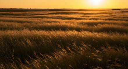 Obraz premium Golden sunset over a field of windswept tall grass, soft focus and peaceful