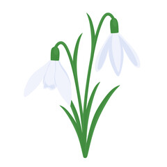Snowdrop bud in cartoon style. White snowdrop flower with open buds and green leaves. Beautiful floral illustration isolated on white background. Colored flat vector illustration