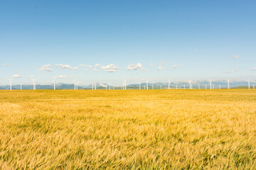 Golden wheat field under a blue sky with wind turbines in the distance.
