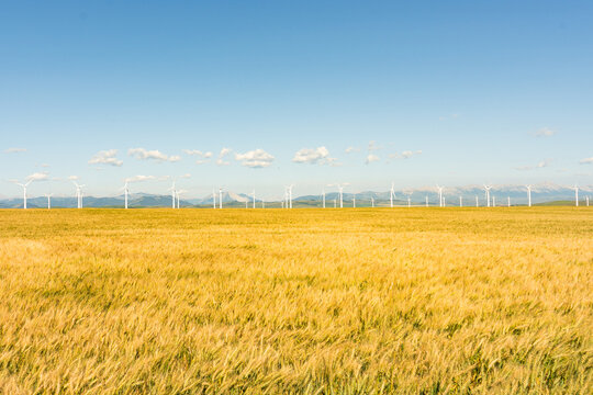 Golden wheat field under a blue sky with wind turbines in the distance. - Powered by Adobe