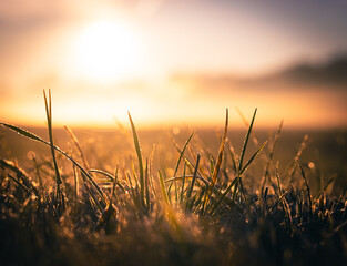 Gräser in der Morgensonne an einem kalten Herbsttag
