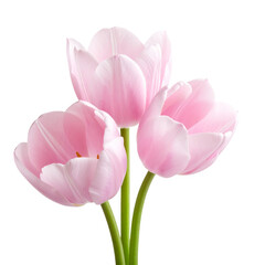 Obraz premium Pink Tulips: A delicate arrangement of three pink tulips, their soft petals gently unfurling, a symbol of spring and elegance. A captivating and beautiful sight