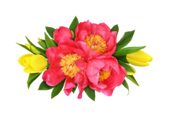 Beautiful coral peonies and yellow tulip flowers in a floral arrangement isolated on white or transparent background