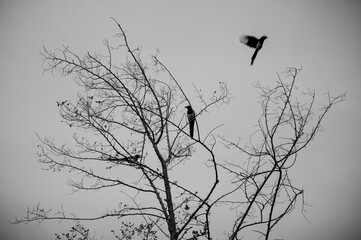 나무위의 까치들 