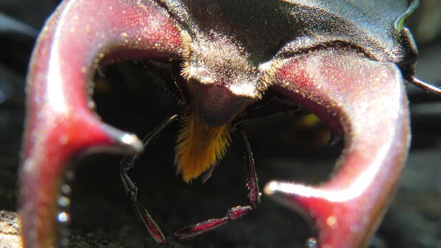 Large black insect stag beetle (Lucanus cervus) with large mandible in natural environment macro