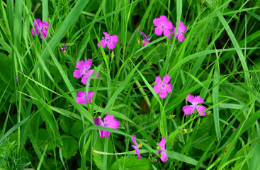Vibrant Purple carnation Flowers in Lush Green Grass wallpaper