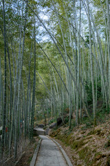 a path in the bamboo grove on the hillside