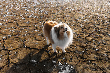 Rough collie dog on cracked winter ground