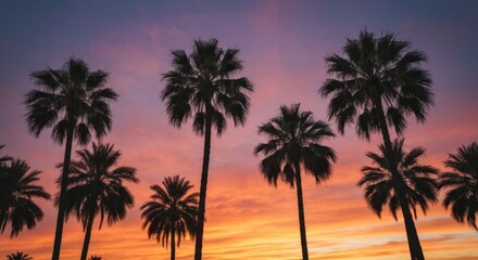 Silhouetted palm trees against a vibrant sunset sky