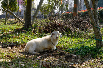 white goat in the meadow
