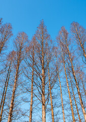 birch trees in the forest