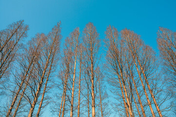 tree branches against blue sky