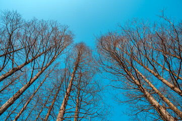 trees in the sky